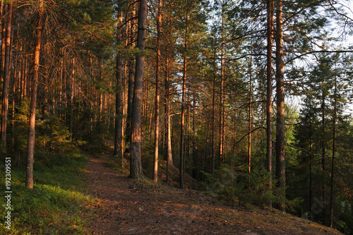 Evening in forest. © Grigoriy