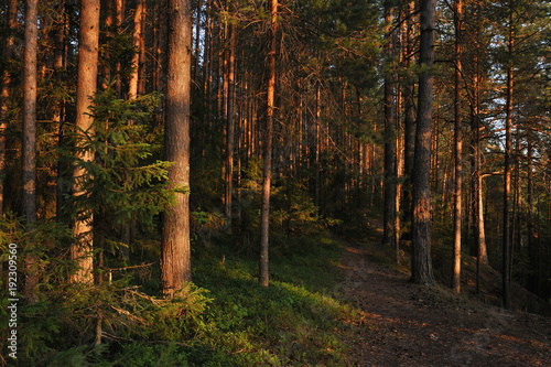 Fototapeta Naklejka Na Ścianę i Meble -  Evening in forest.