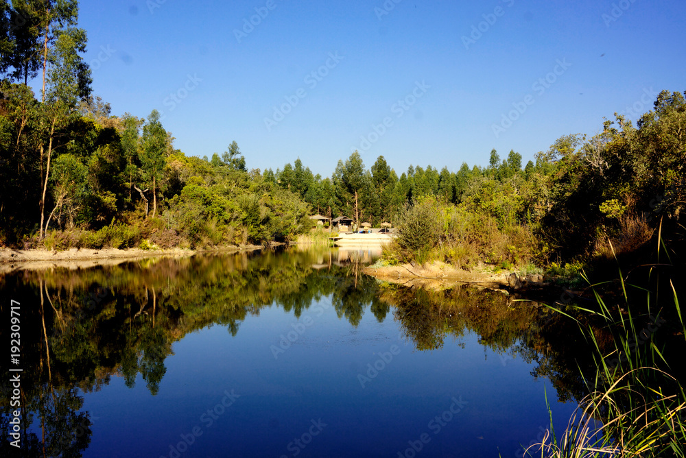 Tree reflection on lake during summer with blue sky