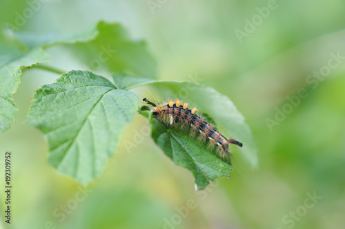 Caterpillar of orgyia antiqua © Grigoriy