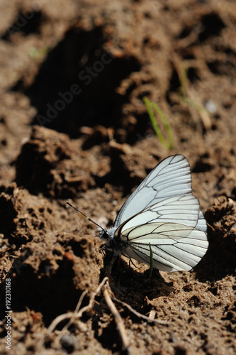  black-veined white butterflies