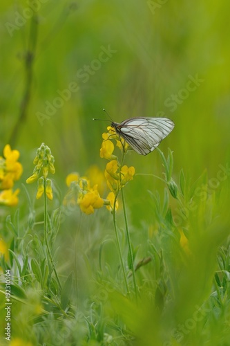 Black-veined white butterfly © Grigoriy