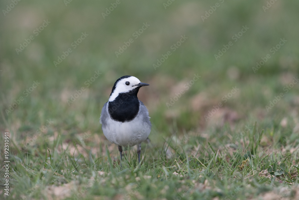 Obraz premium Bachstelze