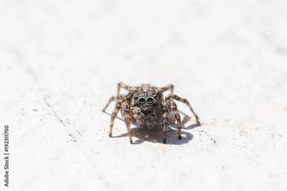 spider jumper spider jumper