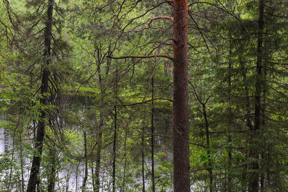 Fototapeta premium Pine tree forest.