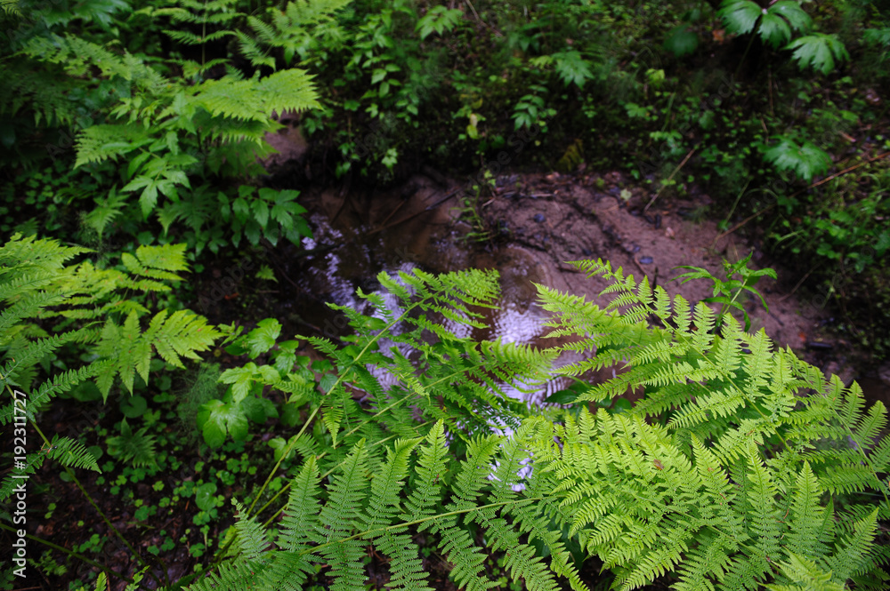 Ferns in forest