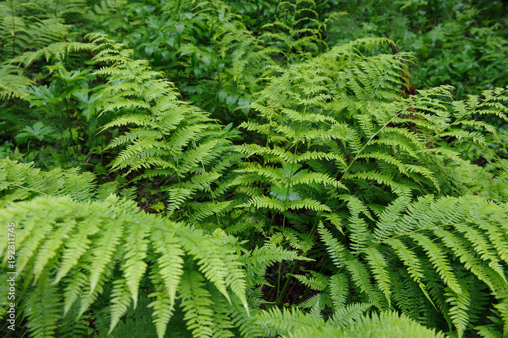 Fern in forest.