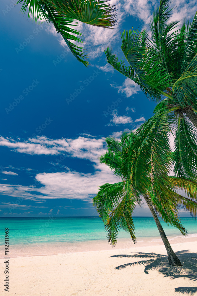 Wunschmotiv: Palm Ocean Sky #192311963
