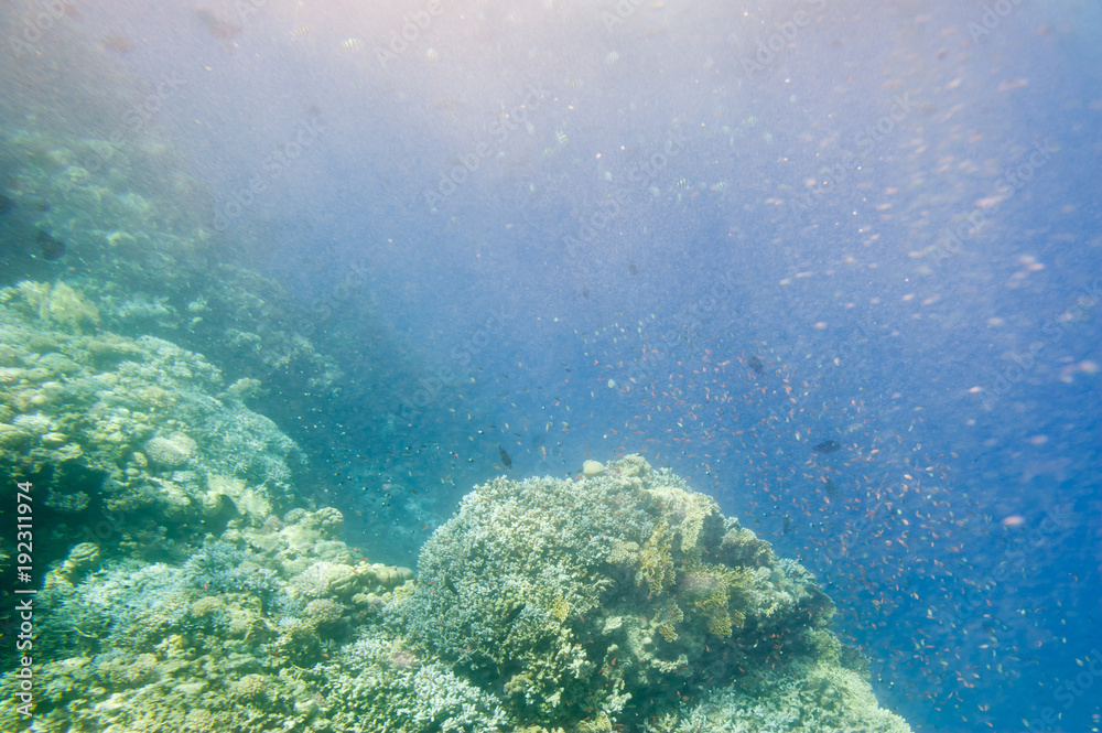 Fototapeta premium Underwater coral reef.