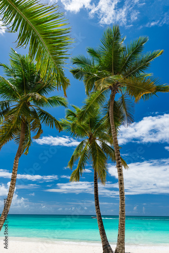 Fototapeta Naklejka Na Ścianę i Meble -  Palm Ocean Sky