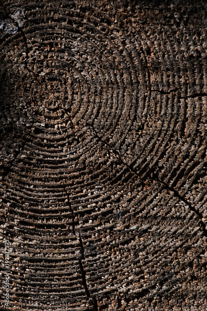 Fototapeta premium wooden texture