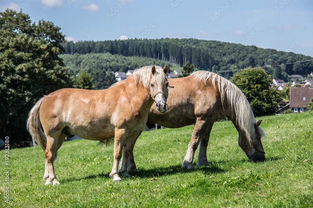 Pferde auf der Weide