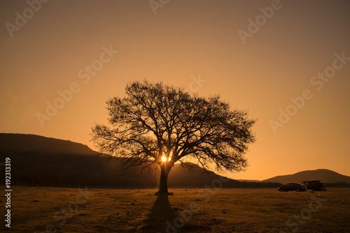 Tree silhouette at sunrise