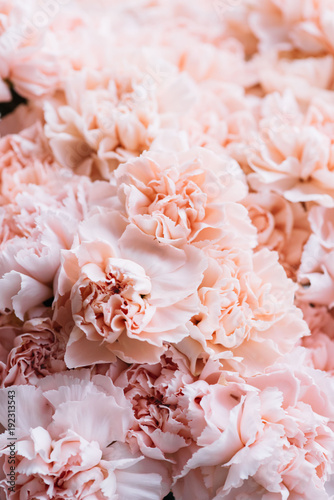 Beautiful and tender blossoming fresh carnation flowers, vertical texture in pastel pink color