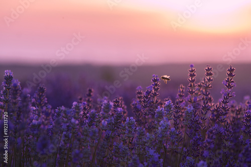 Bee flying over lavender field
