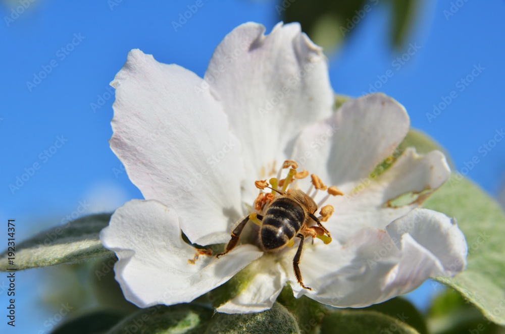 Bee on the apple tree inflorescence Bee on the apple tree inflorescence