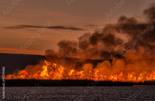 Fire burning over a field of reed