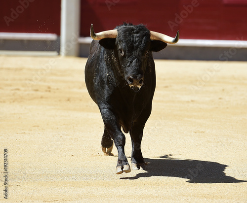 spanish bull © alberto