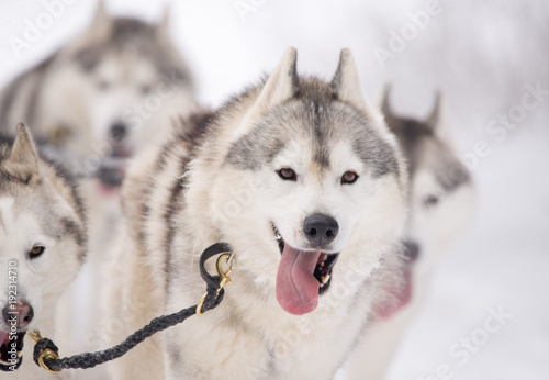 Siberian Husky dogs at a sled dog competition