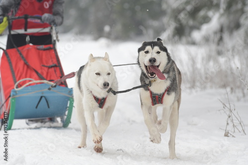 Siberian Husky dogs at a sled dog competition