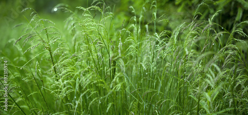 Wild grass very natural romantic widescreen panorama