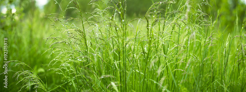 Wild grass emerald romantic widescreen panorama
