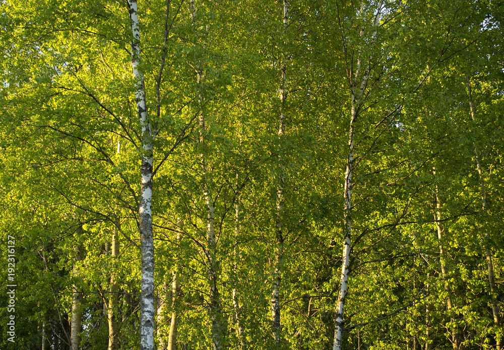 Fototapeta premium Birch in the golden rays of summer sun
