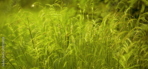 Picturesque thickets of wild grass in the sunlight with drops of water on the leaves wide screen photo: panorama emerald edition
