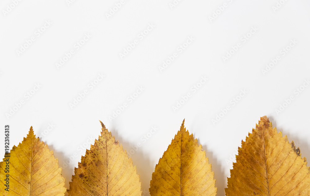yellow autumn leaves frame.flat lay.white background.minimalist style. yellow autumn leaves frame.flat lay.white background.minimalist style.
