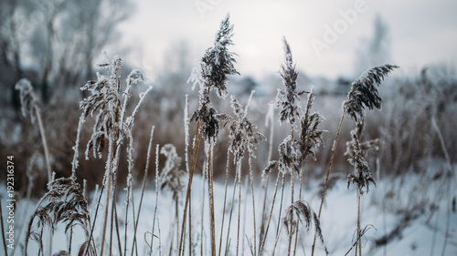 Image of old grass in snowy forest