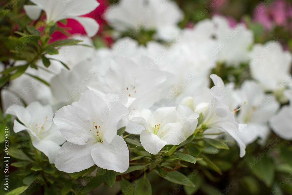 Fototapeta premium Azalea flower blooming