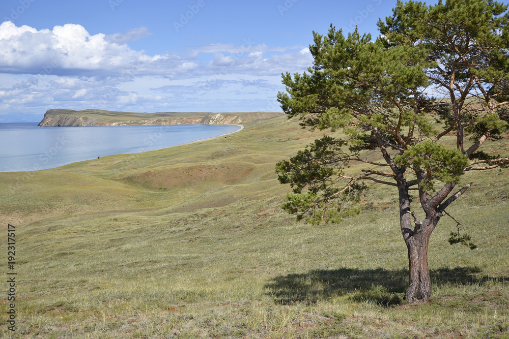 Lonely tree pine on the lake Baikal with cape coast and beautiful clouds in the background Olkhon Khuzhir