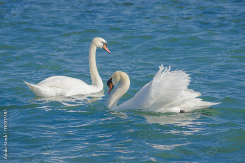 Swans in a bright day at the sea