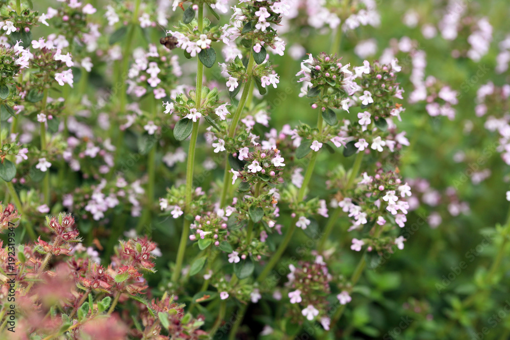 Macro thyme on the stone wall. Decorative path with natural stone. Healing plant in a country, rustic garden. 