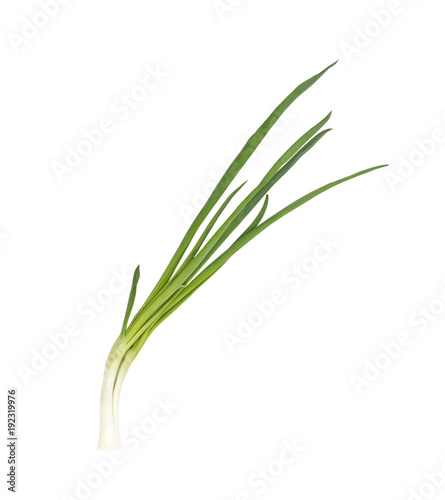 Young Green Onion Isolated