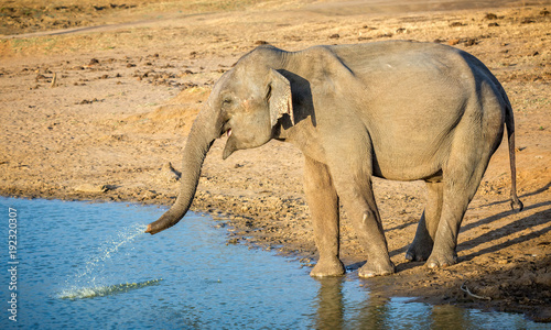 Close up of Indian elephant squiting water from trunk at waters edge photo