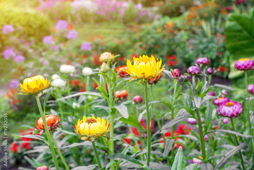 The mix of colorful straw flowers in the garden with flare.