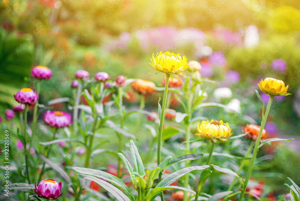 The mix of colorful straw flowers in the garden with flare.