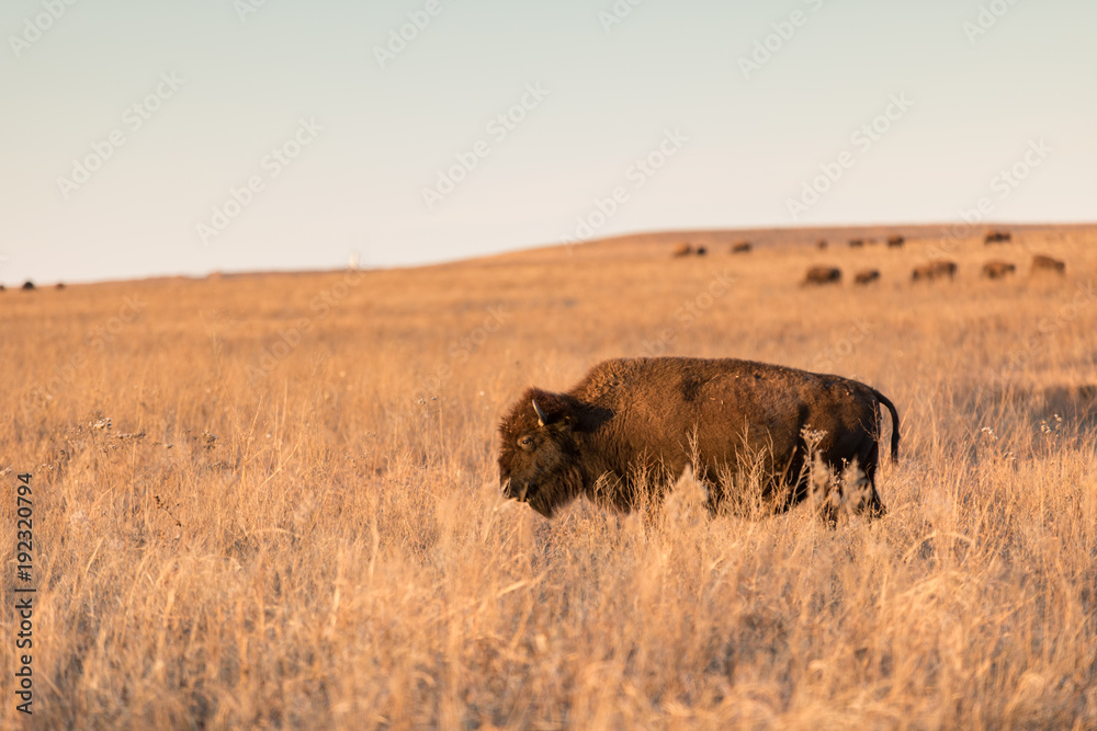 Buffalo grazing Buffalo grazing