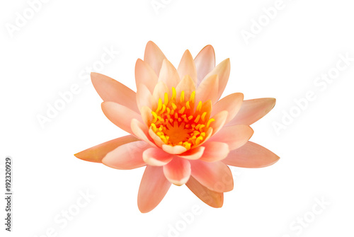 The close up of lotus with the natural light   white background   isolated style.