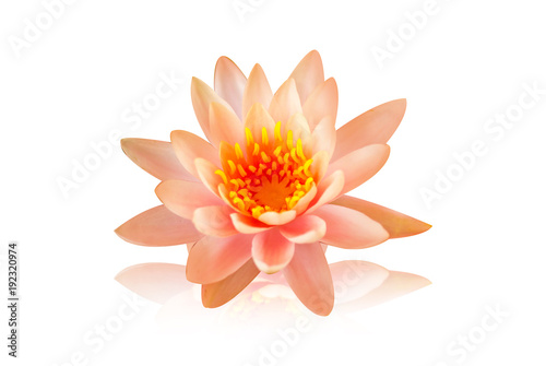 The close up of lotus with green leaf in the pond with the natural light   white background   isolated style.