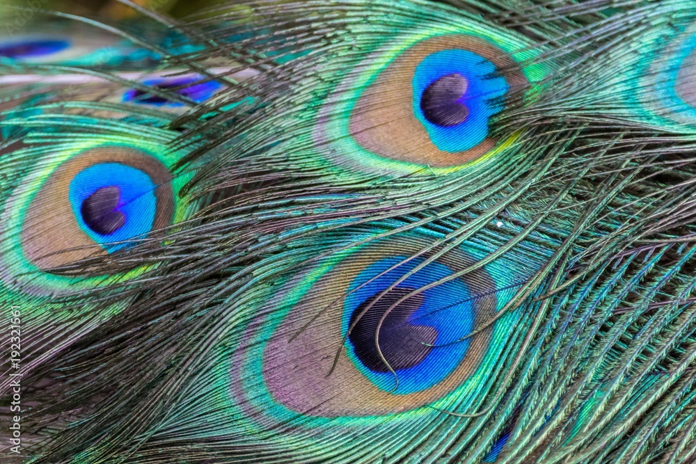 Fototapeta premium Peacock feathers