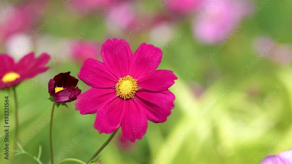Red cosmos flower in the wind at cosmos field. Nature backgrounds.
Red cosmos flower in the wind at cosmos field. Nature backgrounds.
