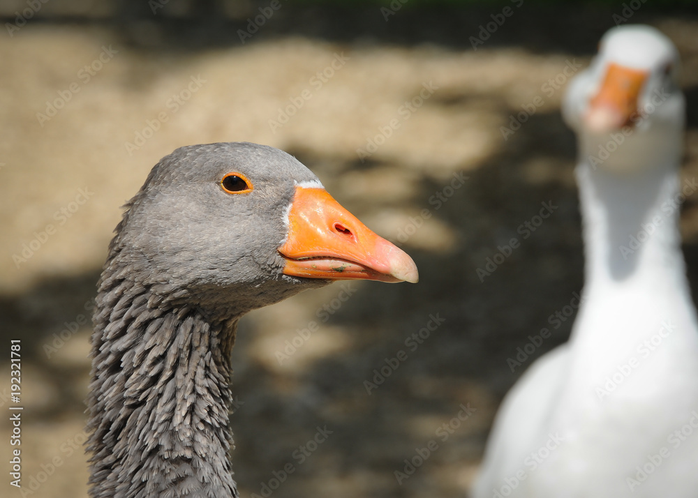 A domesticated grey goose in lower Austria A domesticated grey goose in lower Austria