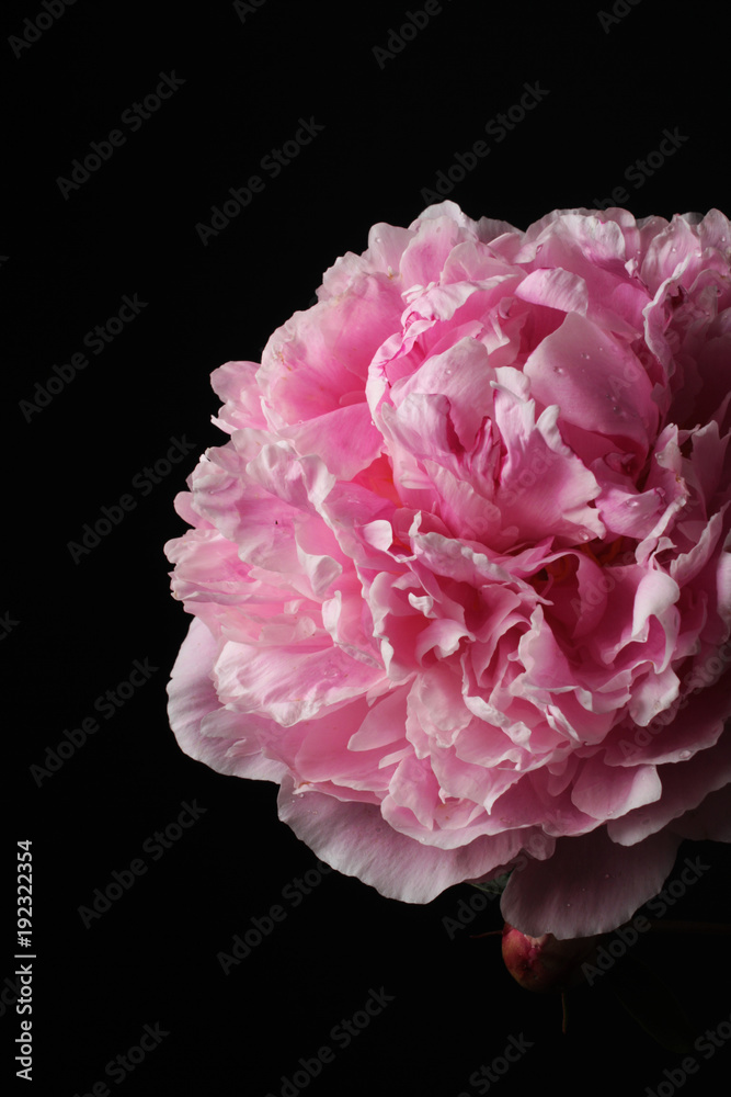 Pink peony