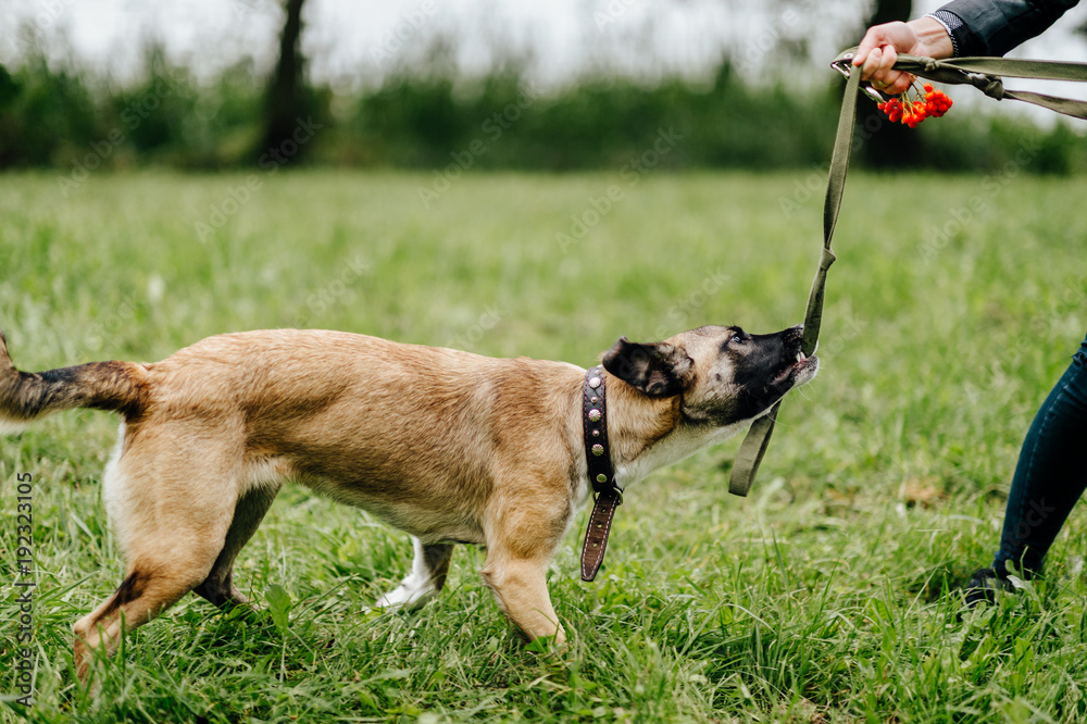 Young active guardian of animals girl playing and have fun with her furious frisky fast joyful dog outdoor in summer. Cute female owner walking with comic muzzle crazy puppy. Kind woman cares canine. Young active guardian of animals girl playing and have fun with her furious frisky fast joyful dog outdoor in summer. Cute female owner walking with comic muzzle crazy puppy. Kind woman cares canine.