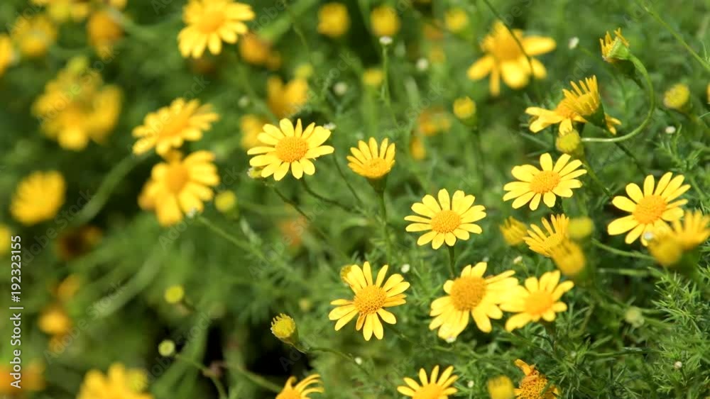 Yellow cosmos flower in cosmos field. Nature backgrounds. Yellow cosmos flower in cosmos field. Nature backgrounds.