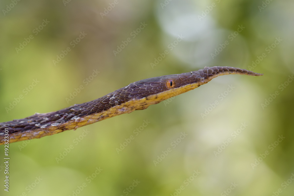 Malagasy Leaf-nosed Snake - Langaha madagascariensis, Madagascar tropical forest. Camouflage. Endemic snake.