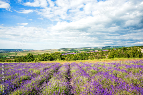 Lavender field and farm at sunny day before storm, traditional Provence rural landscape with flowers and blue sky, wide angle countryside view, Crimea, Turgenevka