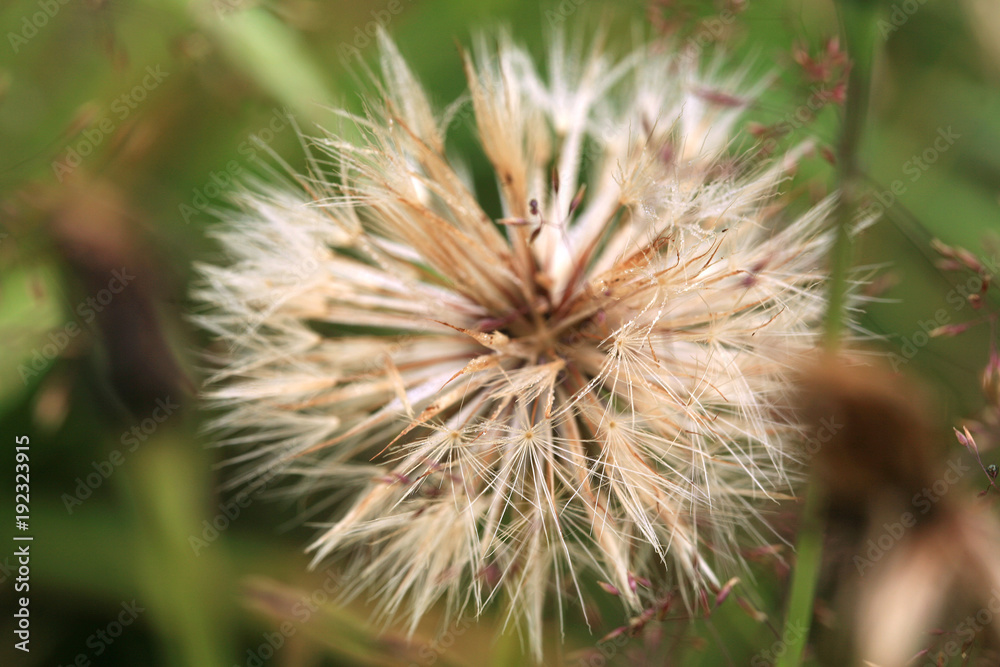 A ball of blossomed dandelion with seeds ready to sow. A ball of blossomed dandelion with seeds ready to sow.